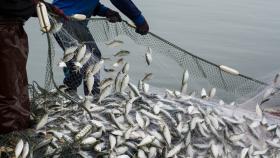 В Росрыболовстве подвели итоги по вылову рыбы в 2022 году
